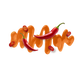 Splash Image