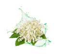 Holunderblüte / 65ml