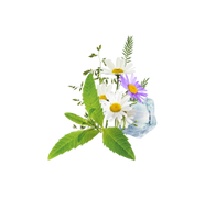 Kräuter-Limonade / 65ml