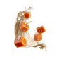 Splash Image